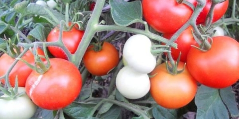 Ruski paradajz stabla jabuke